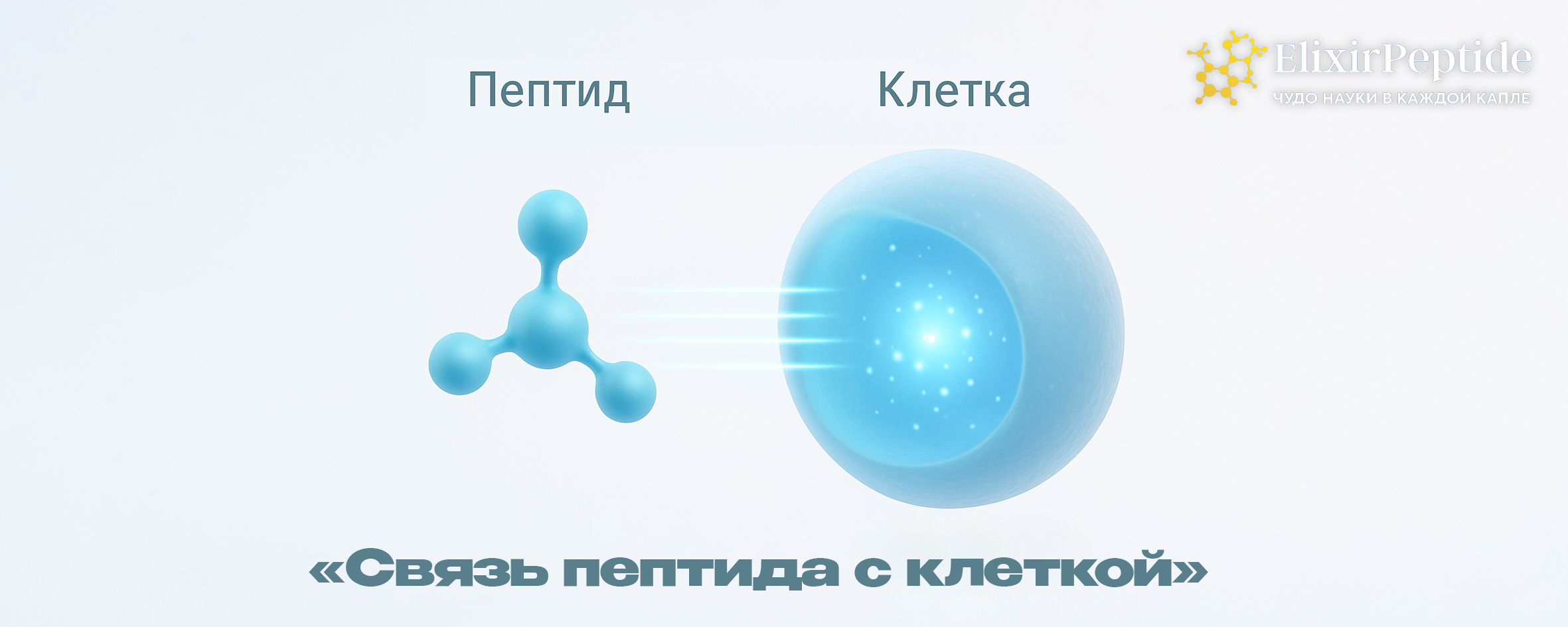 Связь пептида с клеткой